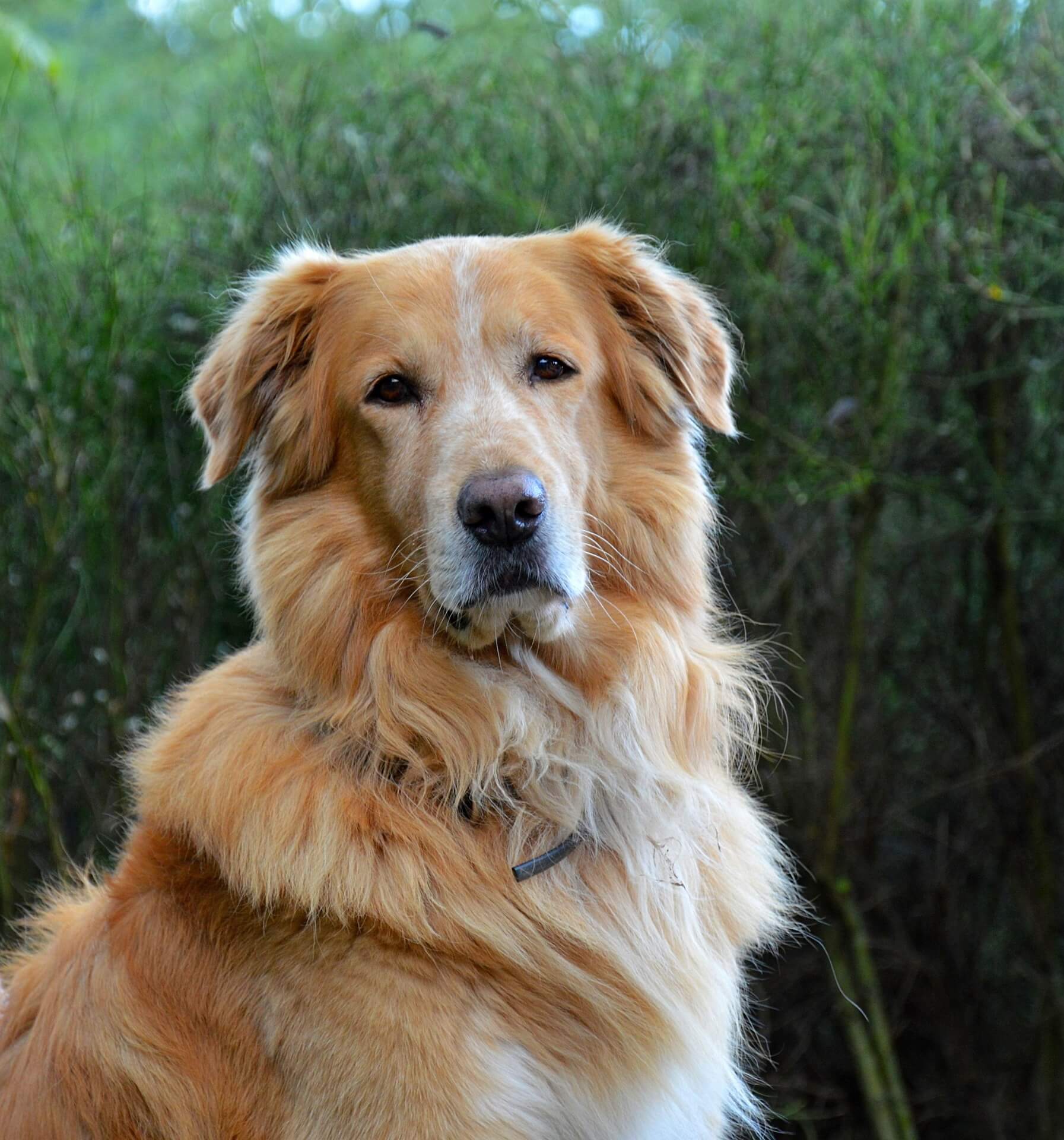 lecreusoisdog27045531920_qajo0_1793