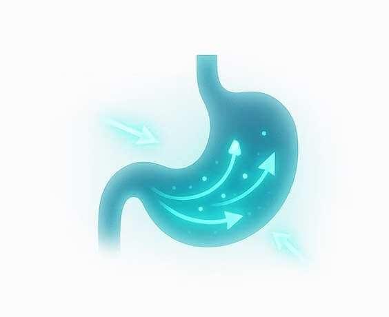 Improving Digestion and Metabolism