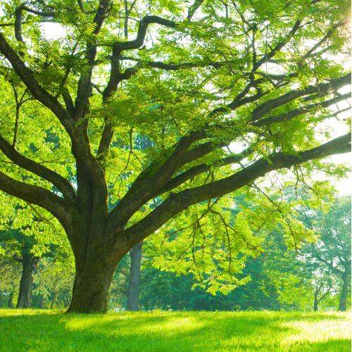 ForestBathing_5pkub_500