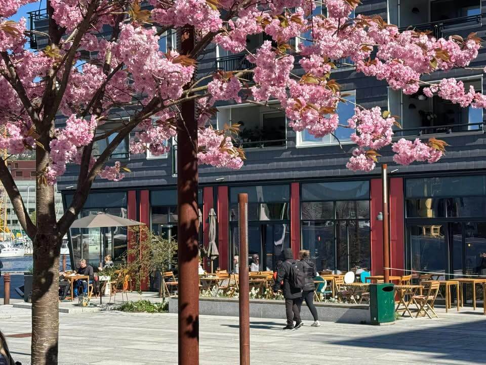 varblomstringutestorstuen_5o8vx_960