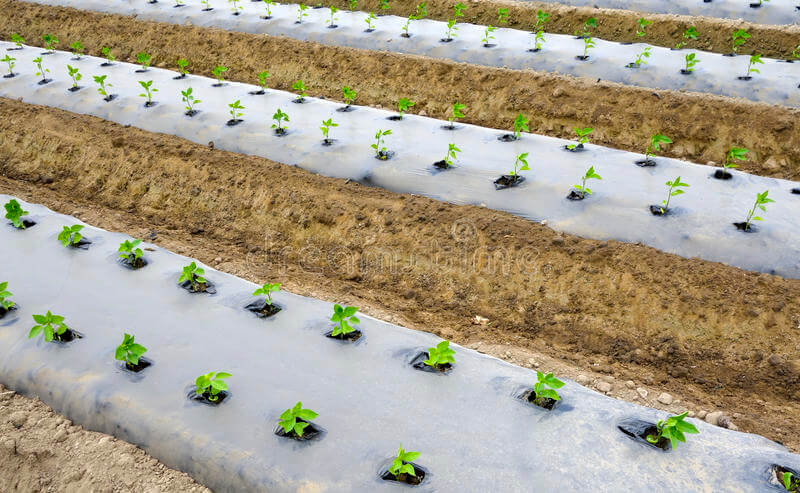 c3mdc_800_sproutsfieldrowscoveredagriculturalfilm32373073