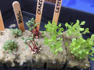 towergardenseedlings_imln5_2048