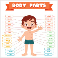imgi33BodyPartsicon_qm0j1_200