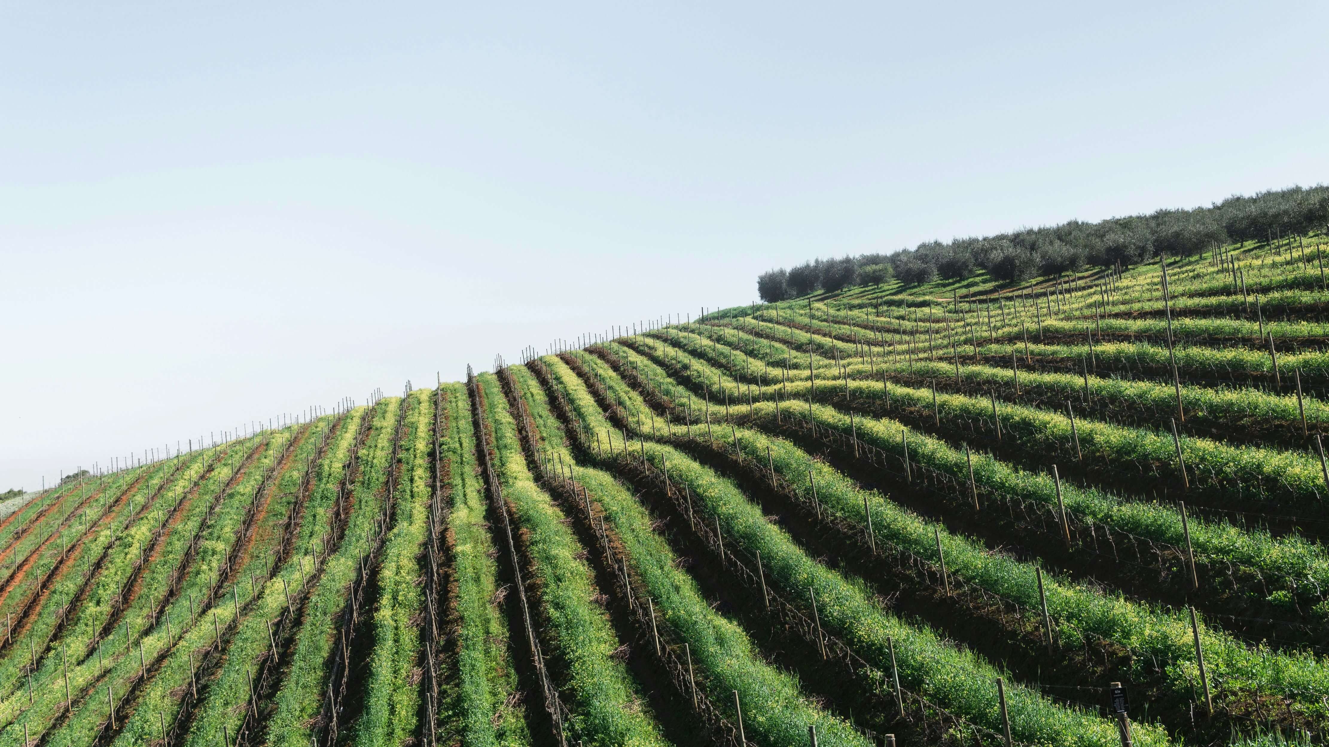CapeTownWineToursandtheCapeWinelands_exo66_4444