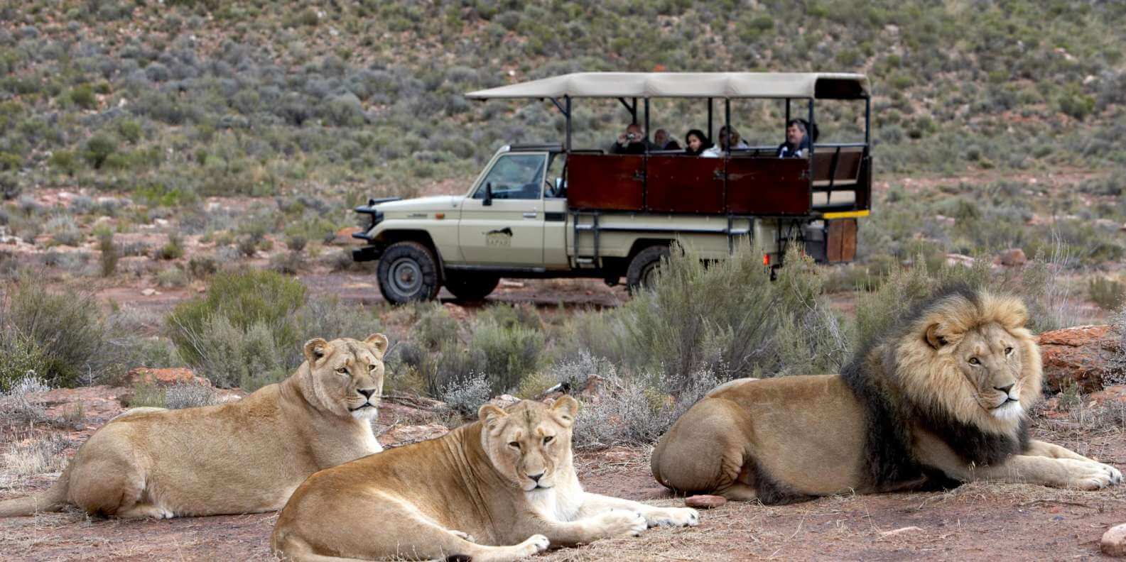 SafariExperiencesatAquila_kjd0h_1585