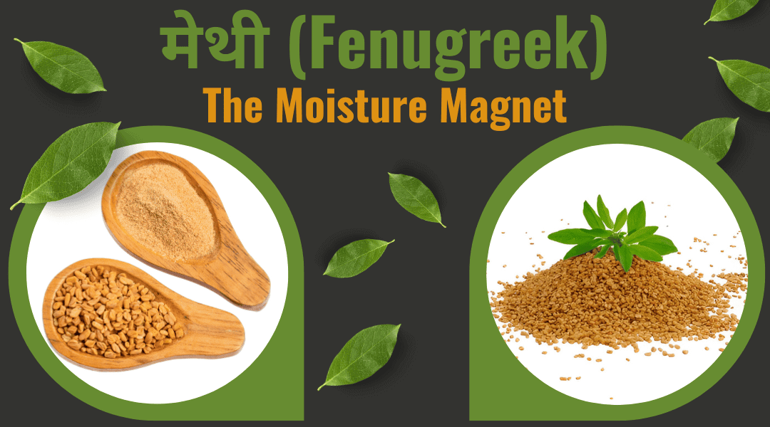 Fenugreek_mzndc_1080