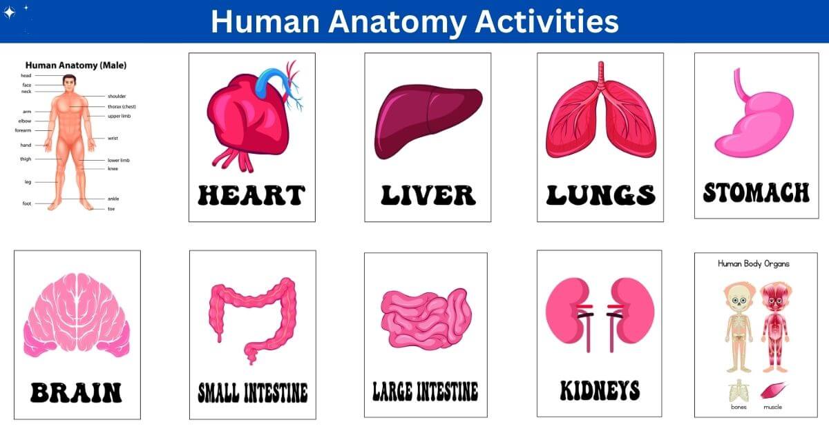 HumanAnatomyActivities_k4njm_1200