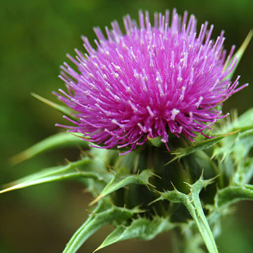 CarduusMarianusMilkThistle_c3ndc_515