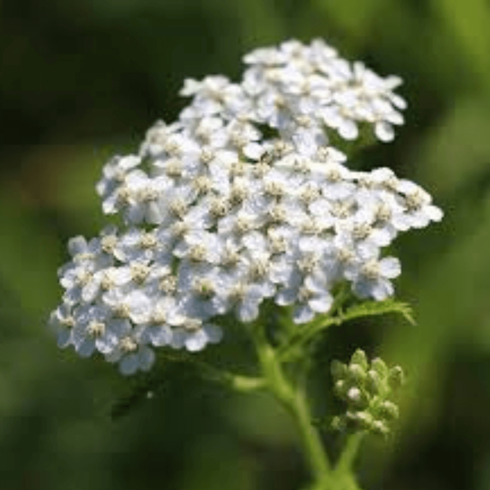 Untitleddesign11_qxnjm_1000