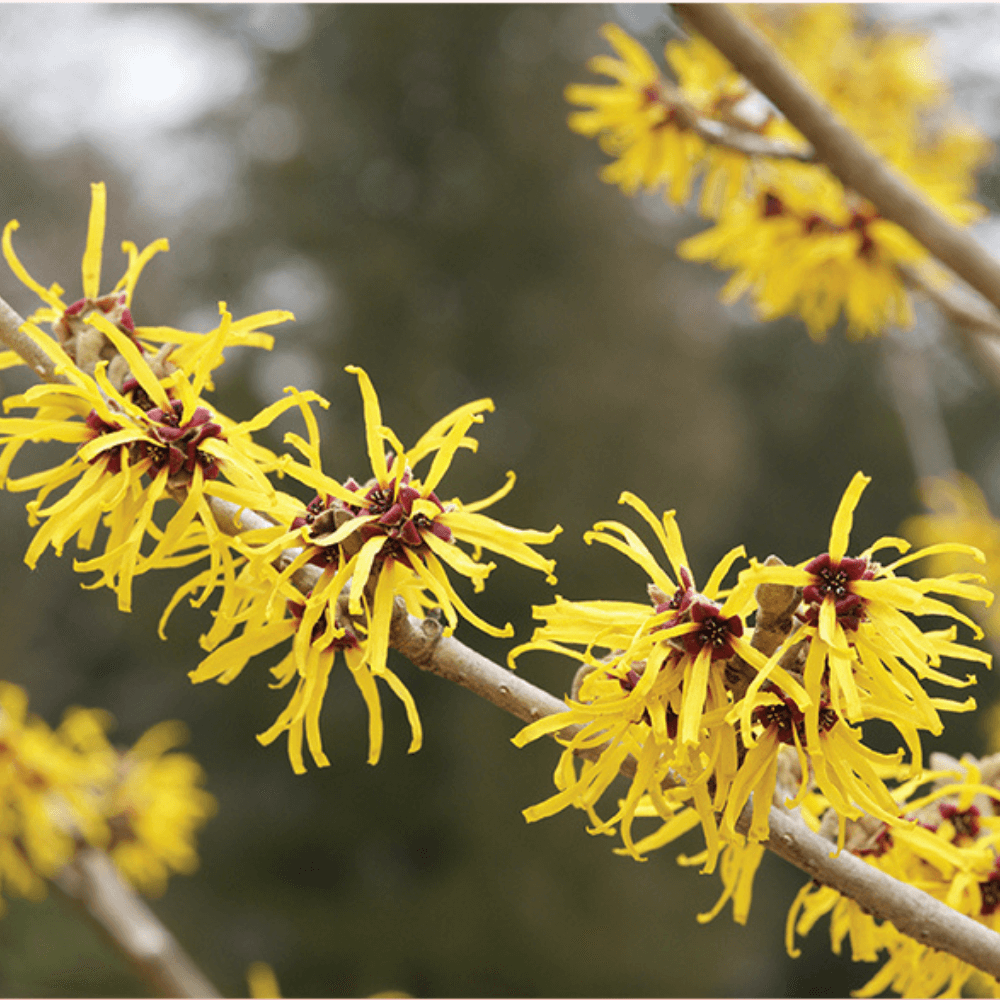 Untitleddesign12_q4mzu_1000