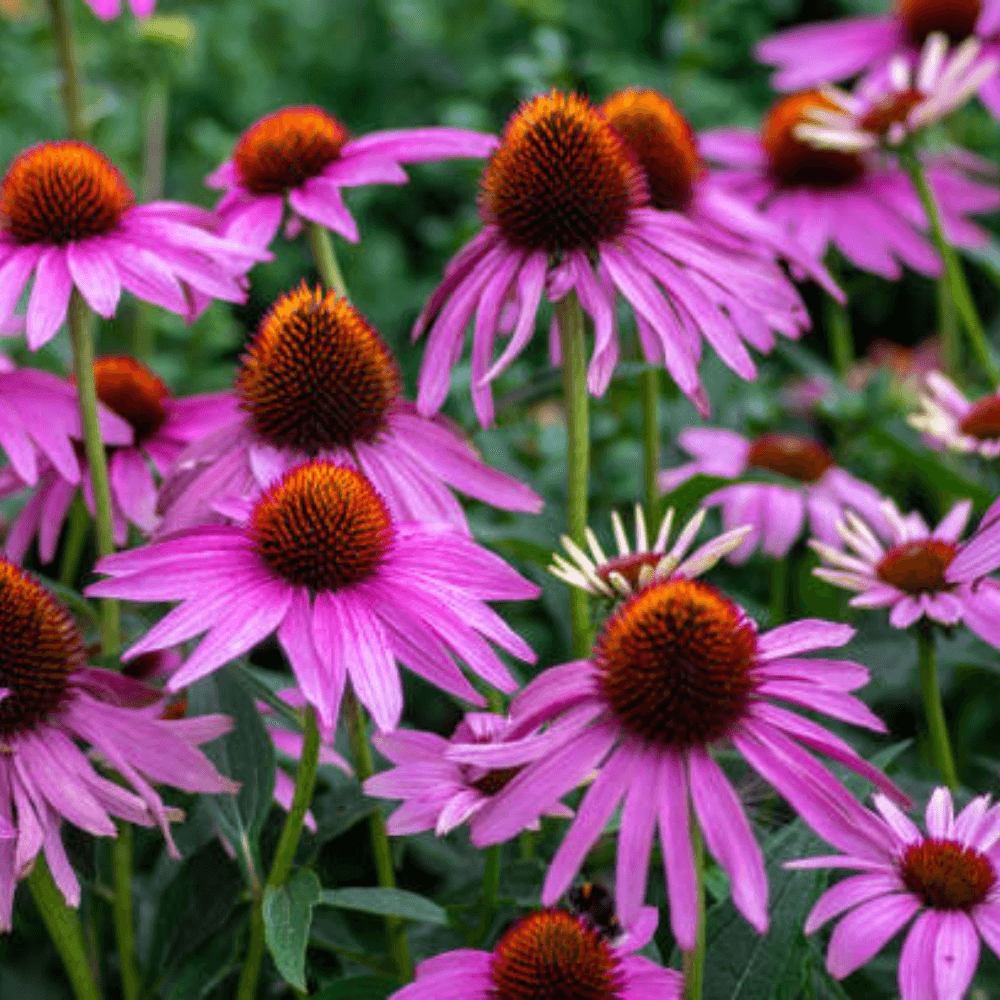 Untitleddesign14_y4nty_1000