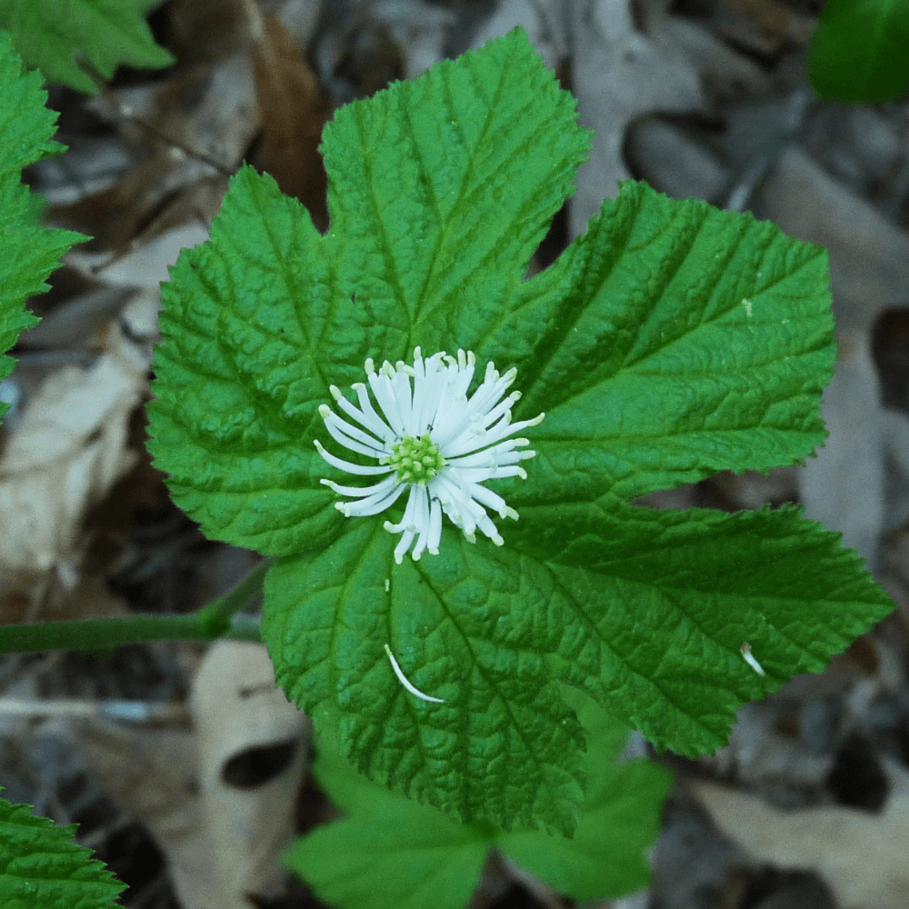 Untitleddesign15_q3mtg_1000