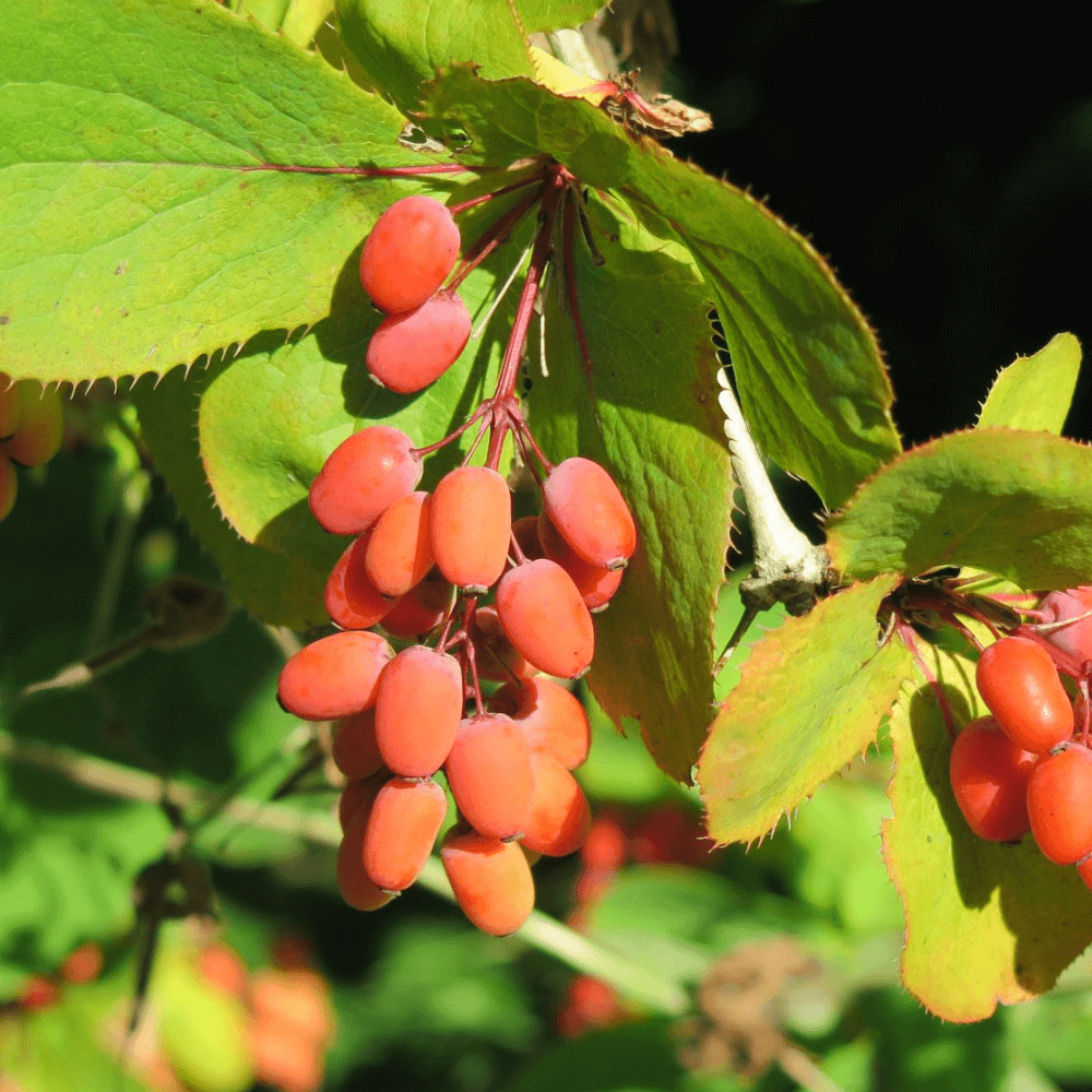 Untitleddesign9_k0ndk_1000