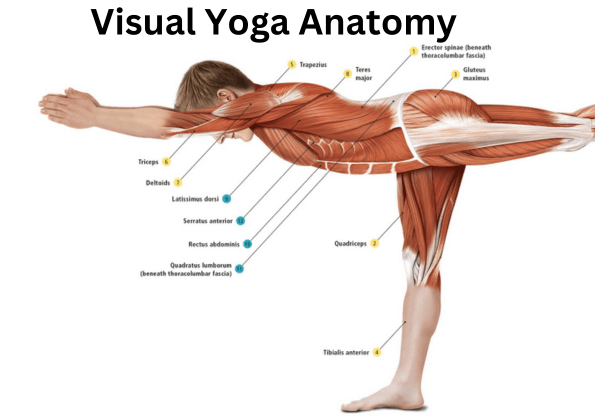 mzodu_595_Yogaanatomy1