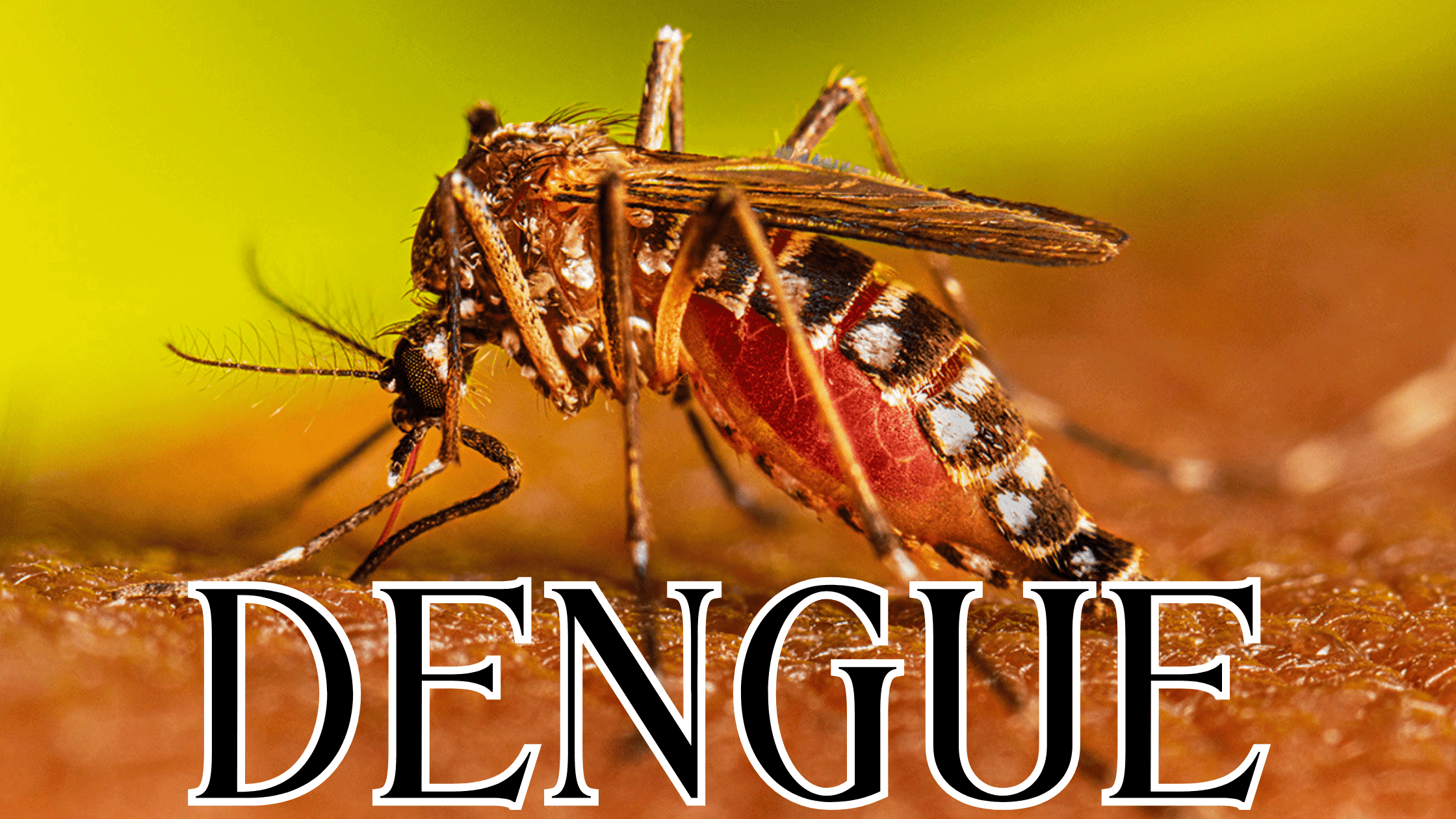 kwnti_2240_Dengue81