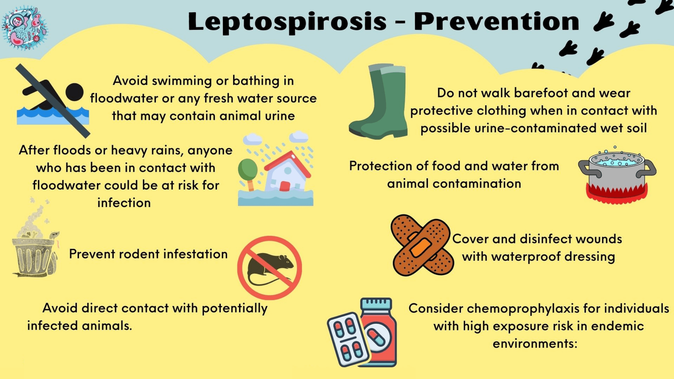 q2mze_2240_leptospirosis2